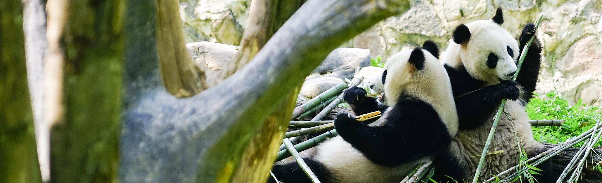 Chengdu Giant Panda