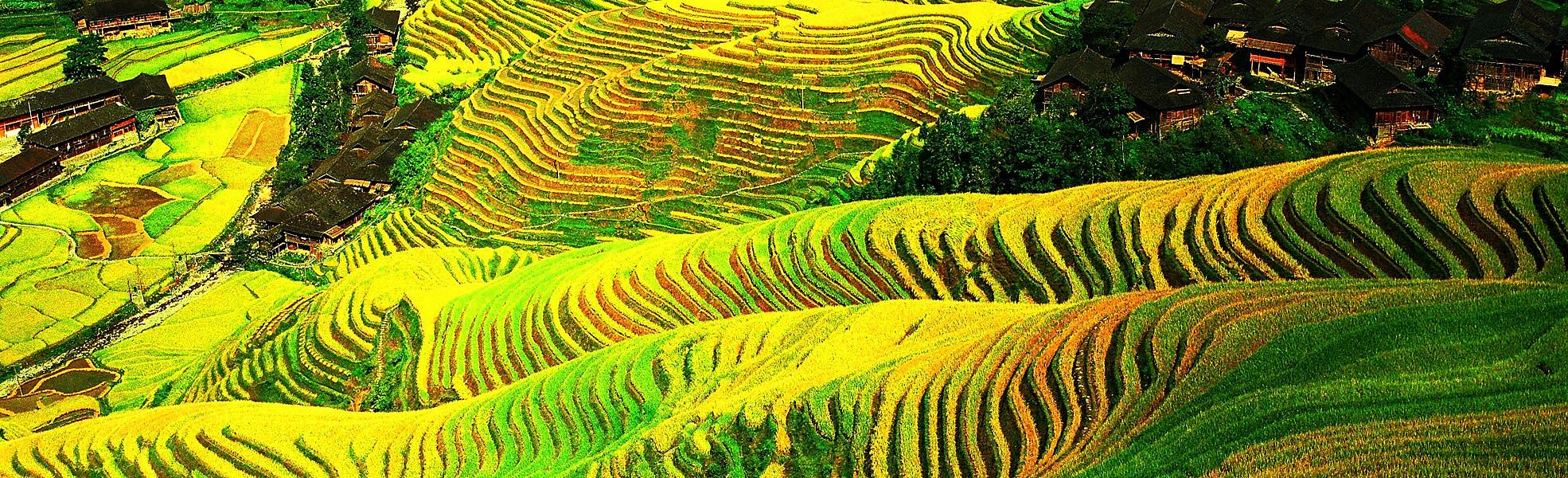 Longji Rice Terraces